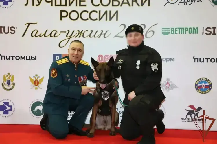 Кинологи и служебные собаки Росгвардии удостоены Всероссийской премии профессионального мастерства (видео)
